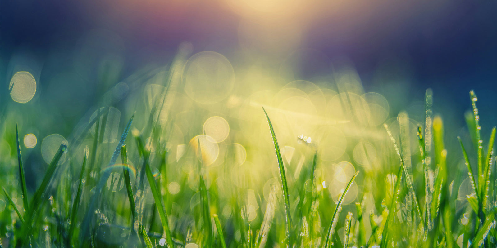 Hello lente: Waarom gras onmisbaar is in jouw tuinparadijs