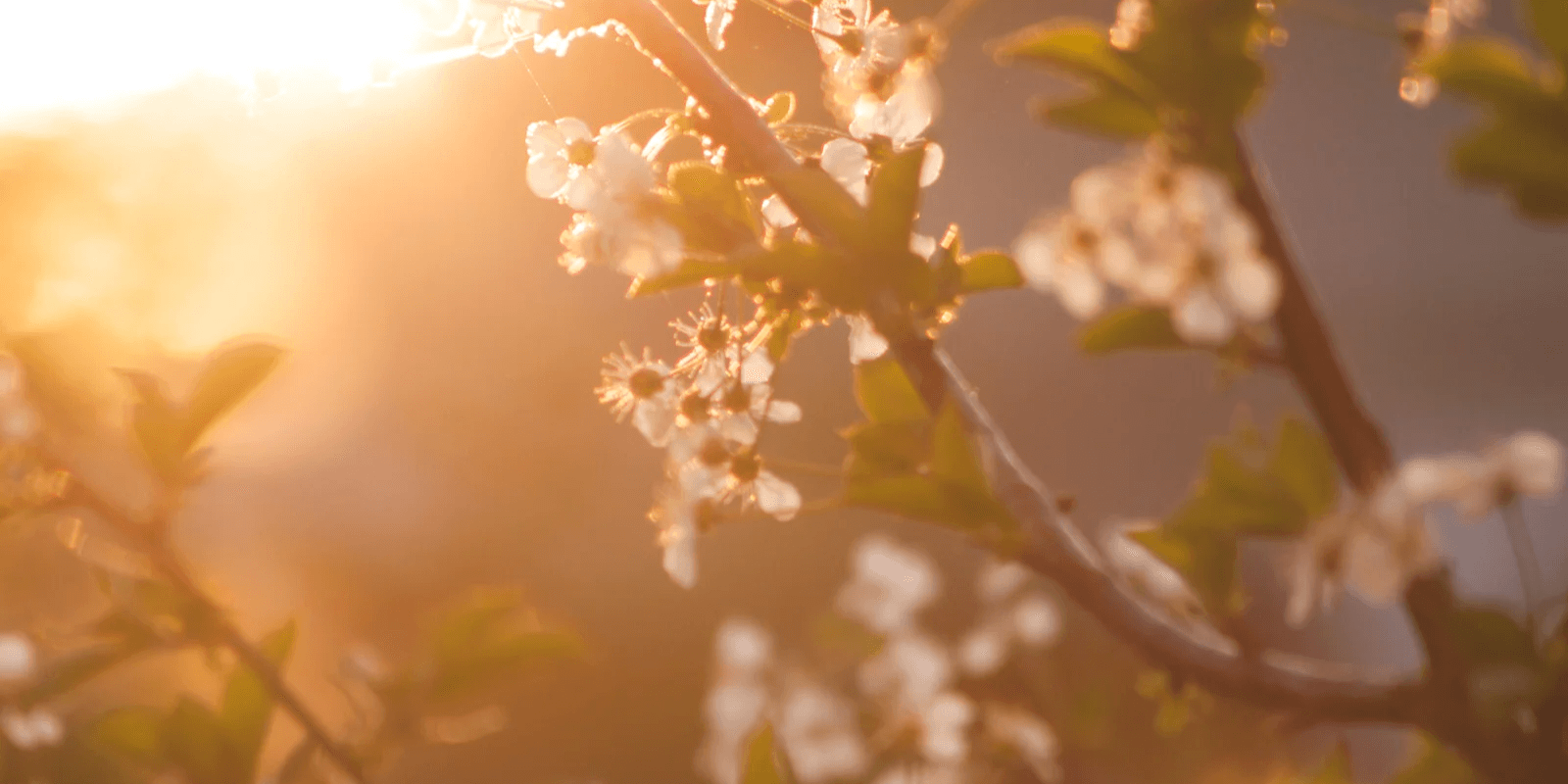 Waarom maakt de lente blij?