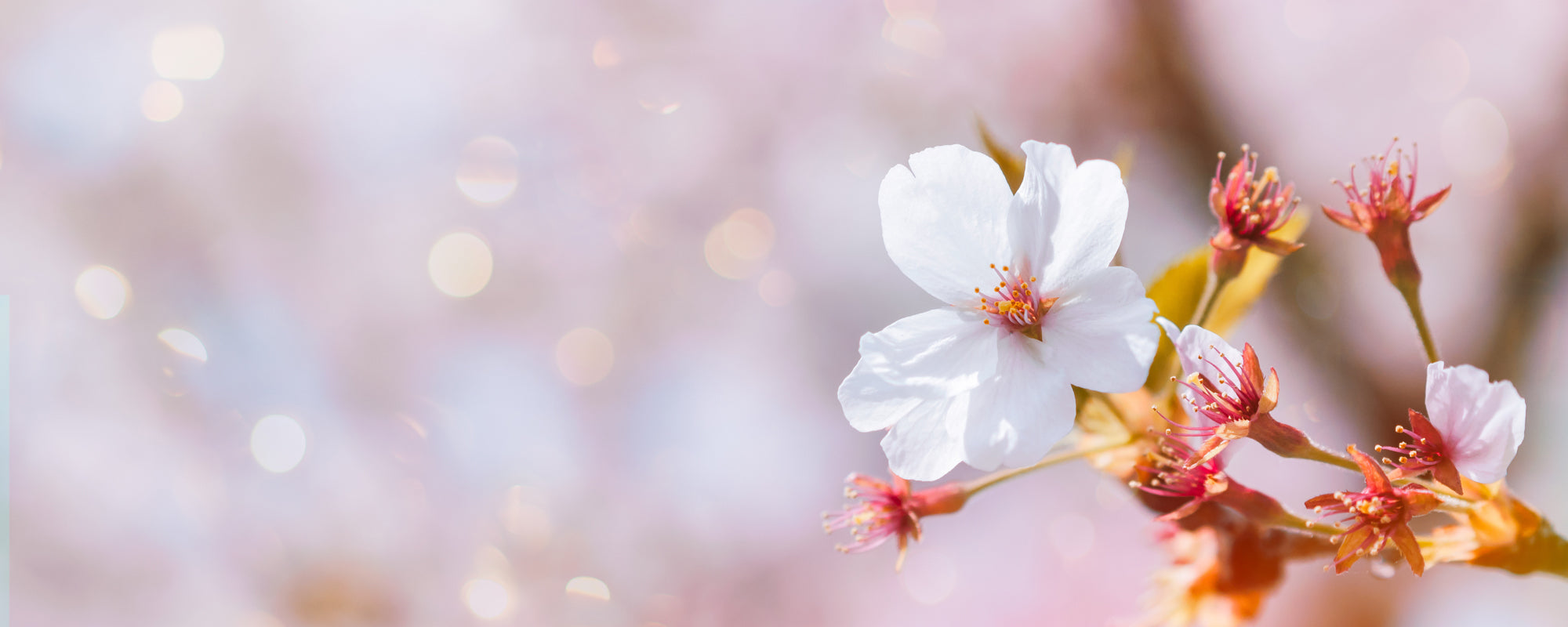 Sakura: het verhaal achter deze razend populaire bloesem + DIY download