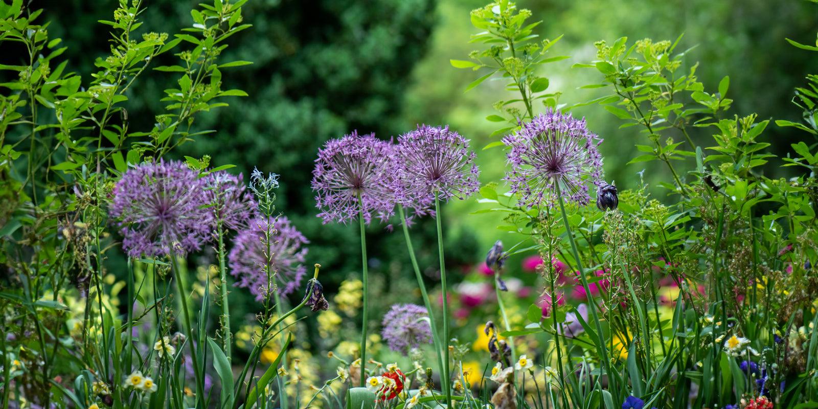 Geniet van de zomer: tips voor een rustgevend ingerichte tuin - Happlify